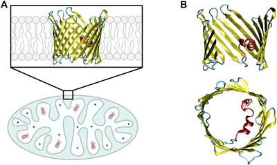 Targeting the Multiple Physiologic Roles of VDAC With Steroids and Hydrophobic Drugs